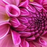 花に癒される～～