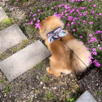 花と犬　お花見とシークレットガーデン散歩