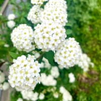 しろの白い花々🤍