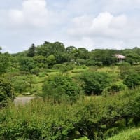 蒸し暑い　イジュの花咲く吉野公園　2025/06/13（鹿児島）