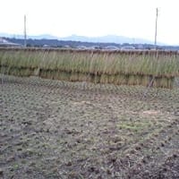 稲刈り2007年