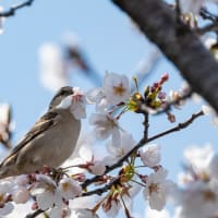 ニュウナイスズメ（4月5日）