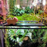 ミニミニ遊歩道　植物園