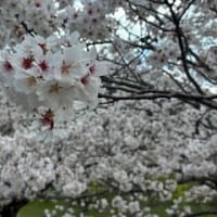 平和公園の桜ー２０２５（北九州市小倉北区）