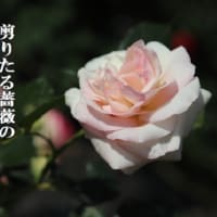 公民館は生涯学習の拠点