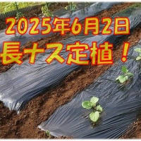 6月26日・ナスに支柱！