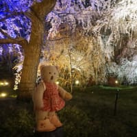 ミモロの京都桜巡り2023。別世界にいるいたい！「京都府立植物園」の桜のライトアップ