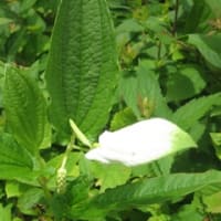 午後会議出席　寄せ植え＆ポット苗を鉢植えに