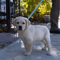 🌞 夏場の犬の散歩には要注意