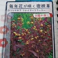 My　garden【リシマキア　ファイヤークラッカー】宿根草