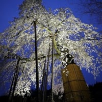 赤目・延寿院の枝垂桜／light up at night 