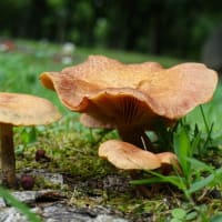🧹🐍❻　    ざあざあぶりの雨・・・　雨にクチナシ、烏瓜、毒キノコ　　警察も深田萌絵の弾圧疑惑が浮上　　CIA仕込みの弾圧か