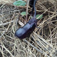 充実している日々？