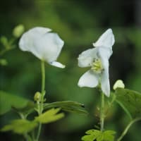 秋咲きの白い花3種。 先ずはトリカブト、そしてサワギキョウ・・・