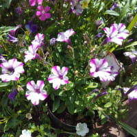 🌹バ～ラが咲いた、バラが咲いた。