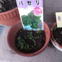 発芽しました