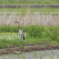 亜麻色のアマサギ