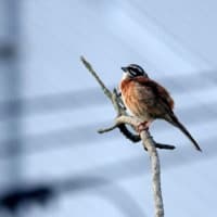 07/22探鳥記録写真-2：はまゆう公園の鳥たち（コゲラ、ホオジロ、ムクドリ、）