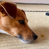 夕方散歩