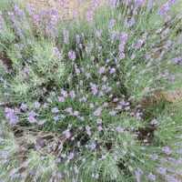 猛暑の日々は青と紫の花で涼む