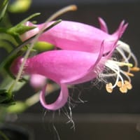 花　「エレモヒラ・グラブラ」