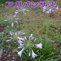 6/25(水)クロ朝ごはん前のお散歩〜🎵旅立ち（松山千春）🍚6/16〜6/20🍚