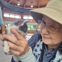  ニャオハです