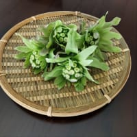 蕗味噌