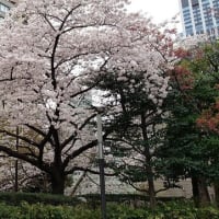 愛宕山の桜とスーパーターンスタイルアンテナ