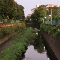 【早朝のお散歩】 24/9/13　朝から真夏のように暑い朝