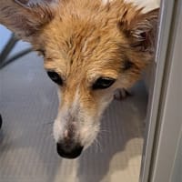 お家シャンプーデー