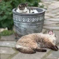 あくびは伝染する♪
