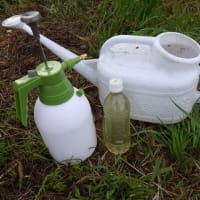 "きまぐれ菜園”の徒然日記【今年こそは！と捕らぬ狸の皮算用中】