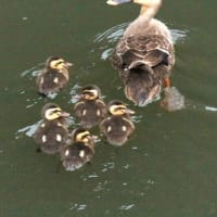 小さなカルガモのヒナ