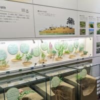 鳥取旅行 ～砂の美術館・鳥取砂丘～