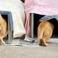 保護猫騒動顛末記②