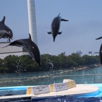 四国水族館Ⅲ