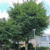 中延公園（品川区）