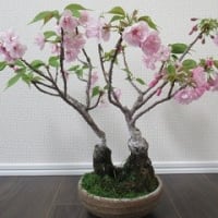 名古屋季節だより18　「盆栽の桜、昨年の猛暑に葉落ち」