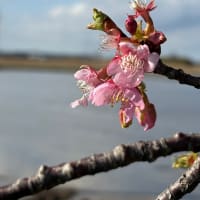 田んぼ・種まき〜箱出し
