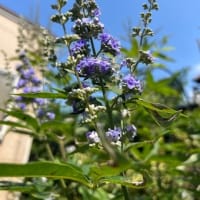 7月2日の夜会と、ご質問にお答えしてと。
