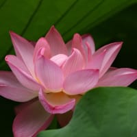 蓮の花咲く、山里の夏
