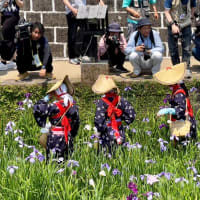 快晴の「高瀬裏川 はなしょうぶまつり」・・・2025年6月