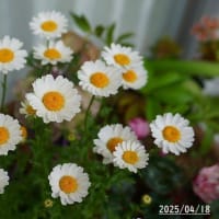 花いろいろ
