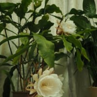 月下美人の第一回目開花2025
