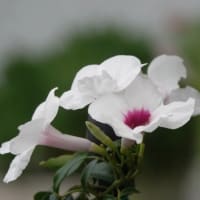庭の花　〈朝顔　ペチュニア　パンドレア　ヘリオトロープ　ハイビスカス　ストローベリーフィールズ〉