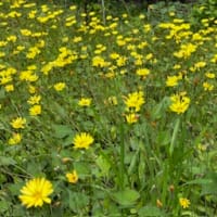 今頃の花…