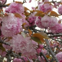 舞鶴公園で見たボタン桜