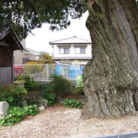 愛媛県東温市、吉久「吉久集会所・吉久のイブキビャクシン」（市指定）です！！
