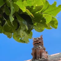 小浜島の旅